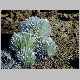 Argyroxiphium sandwicense6.jpg